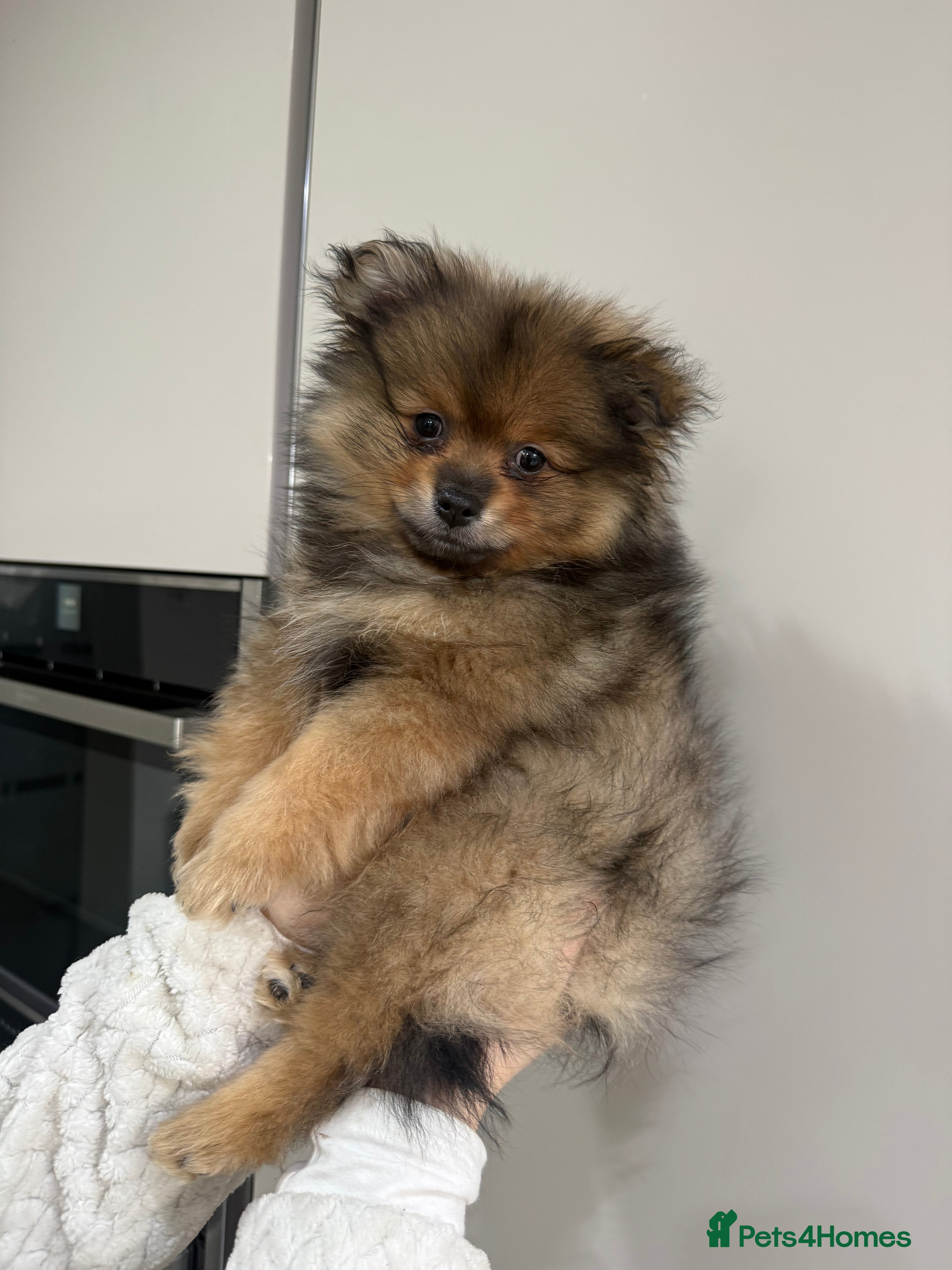 Pomeranian dogs ✨Pomeranian Puppy Looking for a Loving Home ✨ - Advert 1