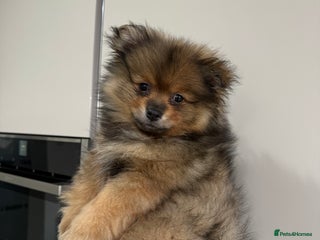 Pomeranian dogs ✨Pomeranian Puppy Looking for a Loving Home ✨ - Advert 1