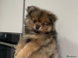 Pomeranian dogs ✨Pomeranian Puppy Looking for a Loving Home ✨ - Advert 11