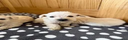 Westiepoo dogs for sale: Westie-poos in Middlesbrough - Advert 4
