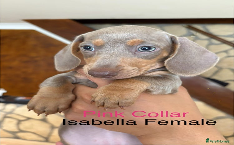 Miniature Dachshund dogs - Advert 14