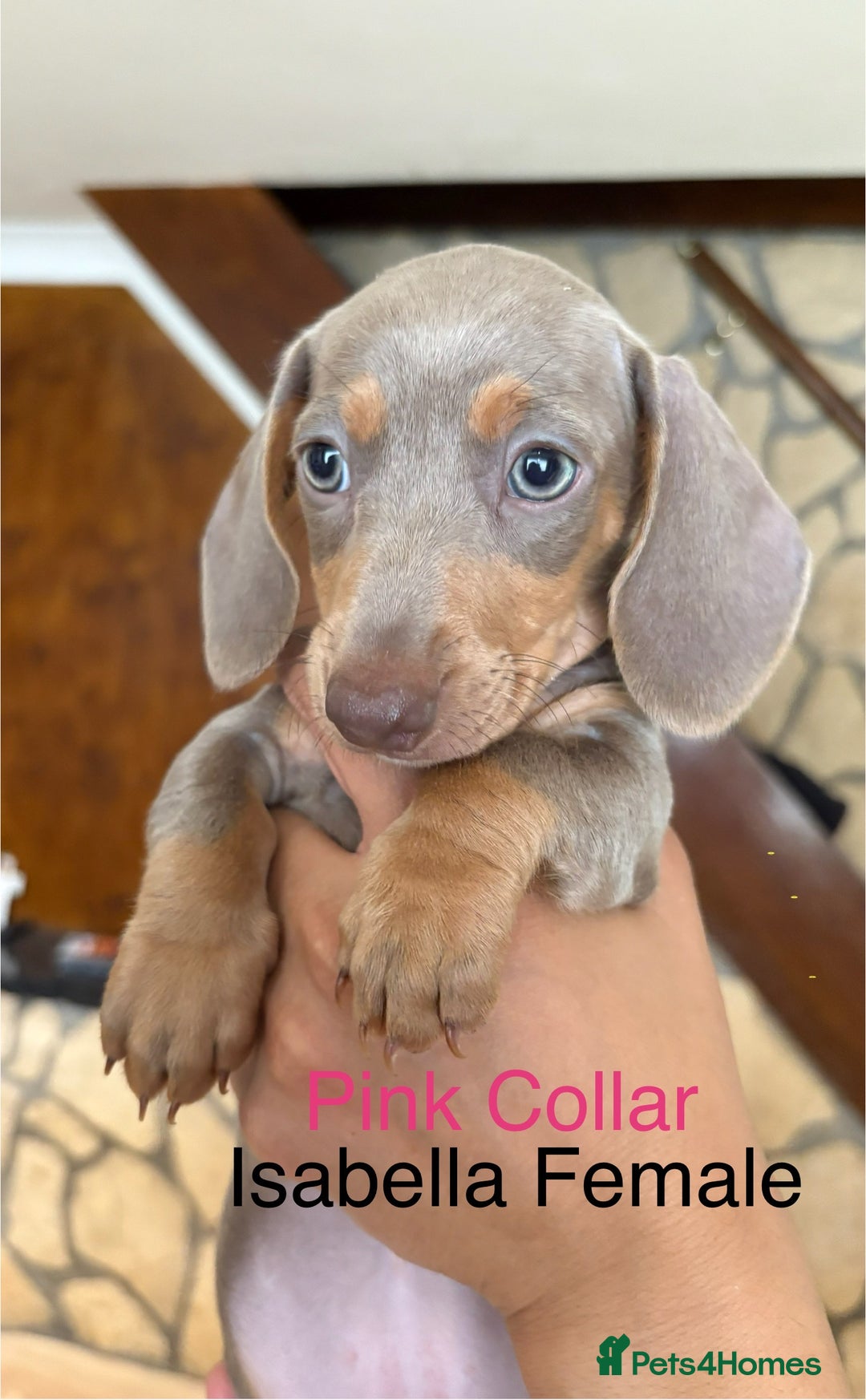 Miniature Dachshund dogs for sale: ✨READY TO LEAVE✨Miniature Dachshund Pups💕  - Image 4