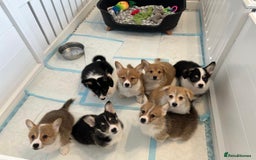 Welsh Corgi Pembroke dogs for sale: KC Pembroke Welsh Corgi boys - Image 5