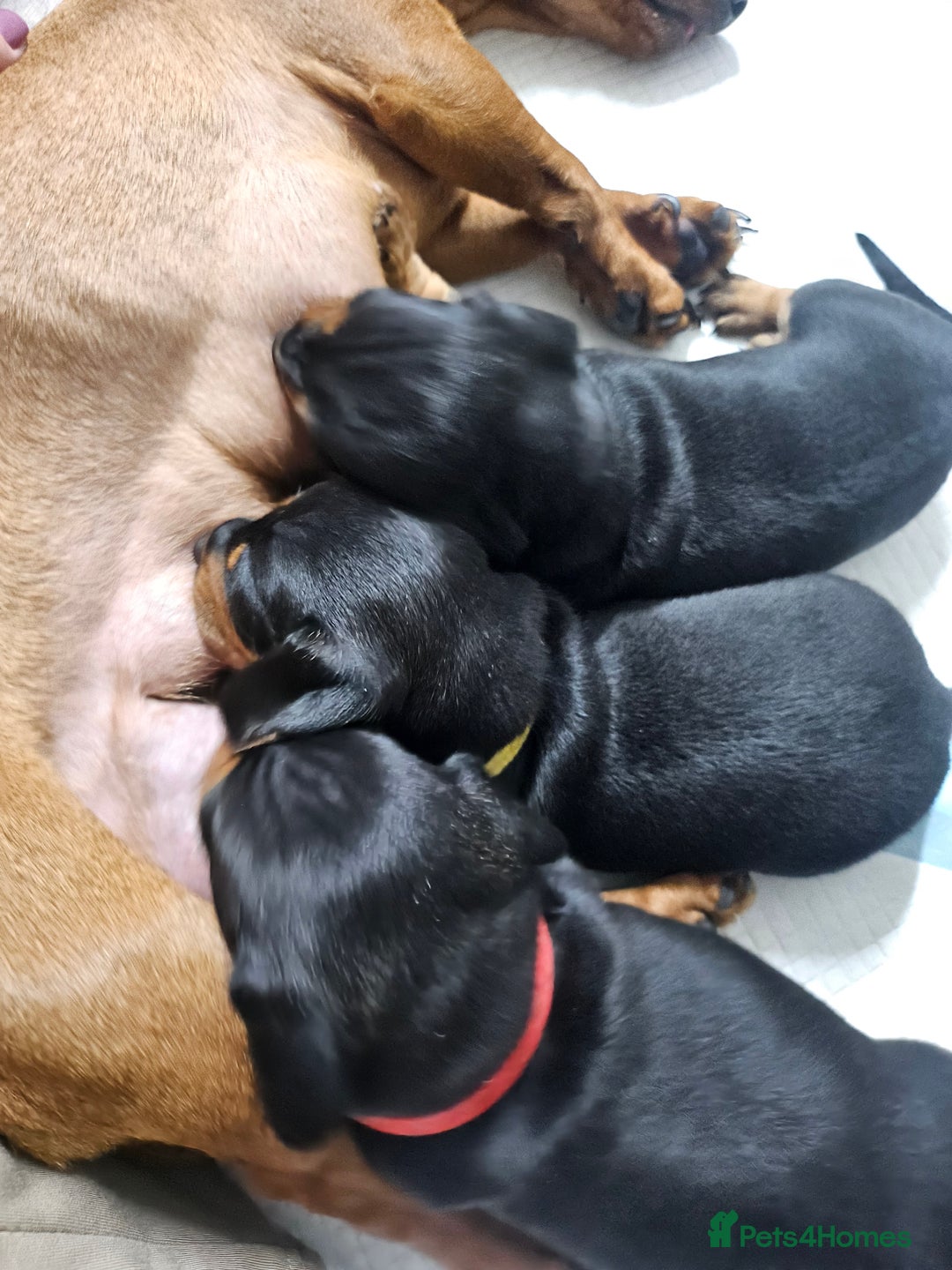 Dachshund dogs for sale: Beautiful Miniature Dachshund - Advert 13