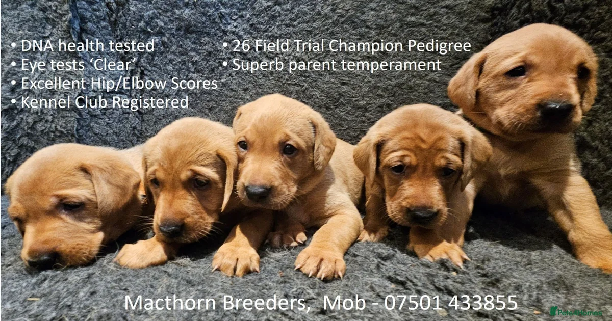 labrador-retriever-puppies-for-sale-in-england-pets4homes