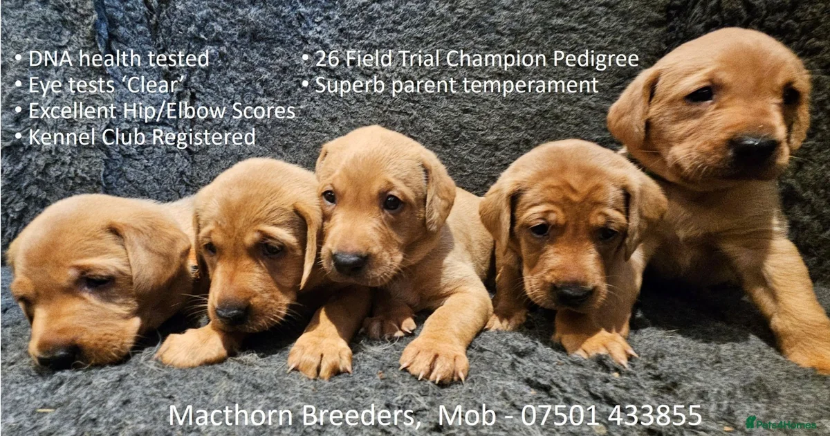 Labrador Retriever Puppies For Sale In England Pets4Homes labrador-retriever-puppies-for-sale-in-england-pets4homes