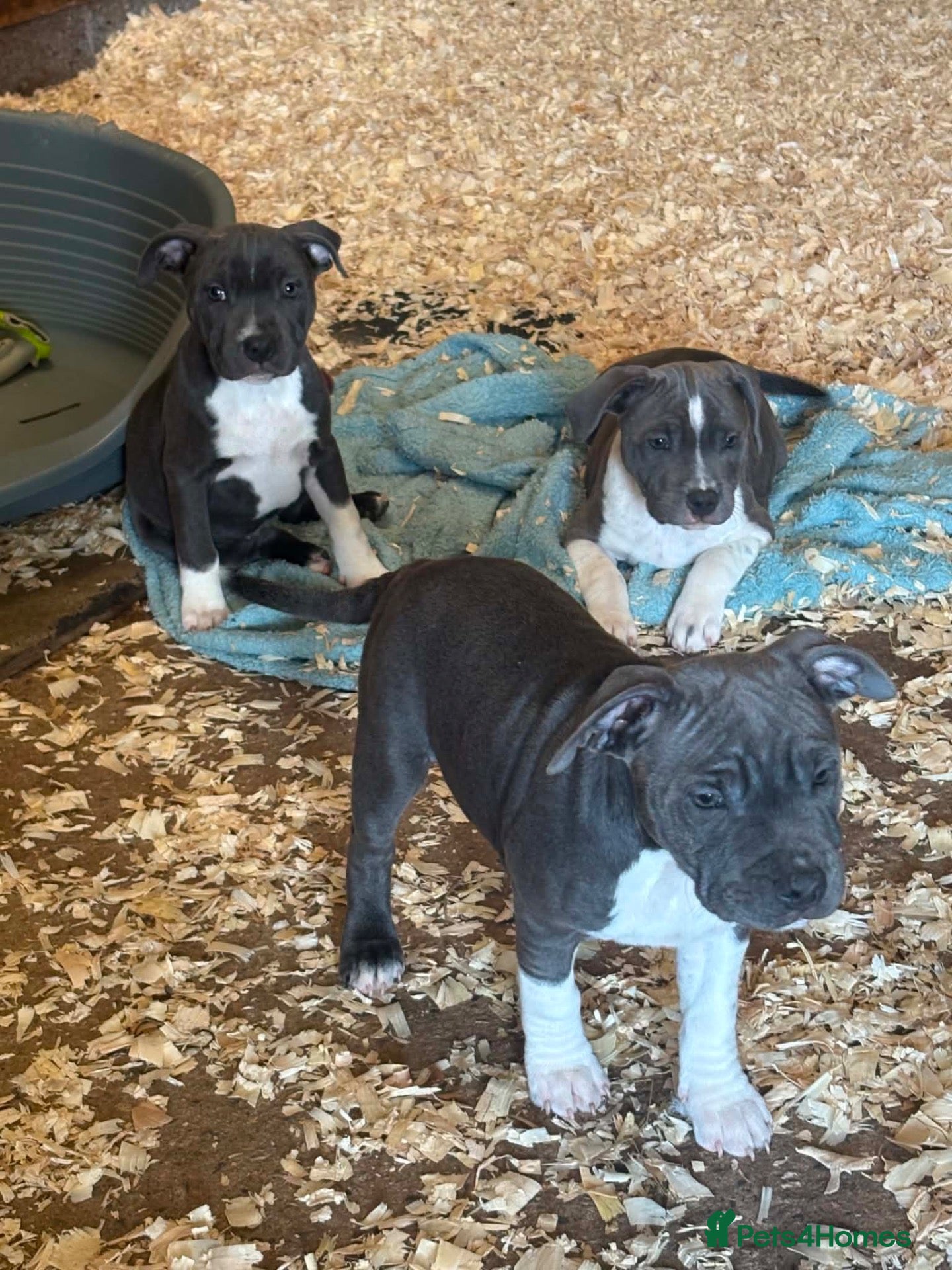 Staffordshire Bull Terrier dogs READY NOW! Lovely Staffordshire Bull Terrier Pups - Advert 1