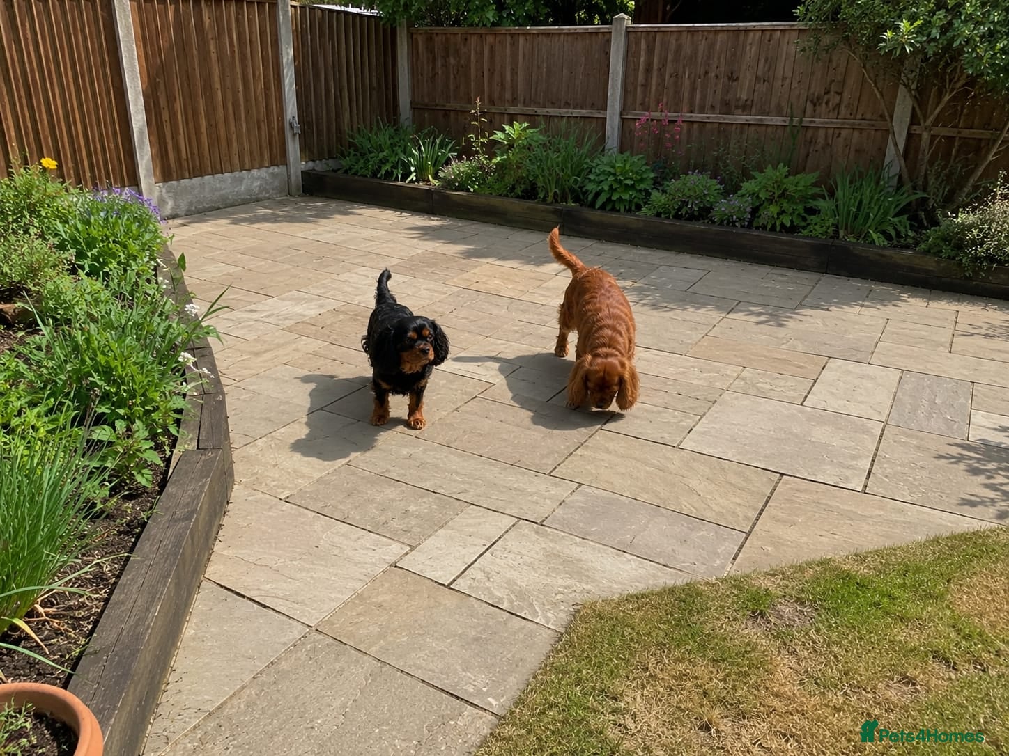Cavalier King Charles Spaniel dogs ❤️ Available 7th Sept – Beautiful Cavalier 🐶 ❤️ - Advert 13