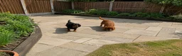 Cavalier King Charles Spaniel dogs for sale: ❤️ LAST PUP – Beautiful Cavalier Pups ❤️ - Advert 9