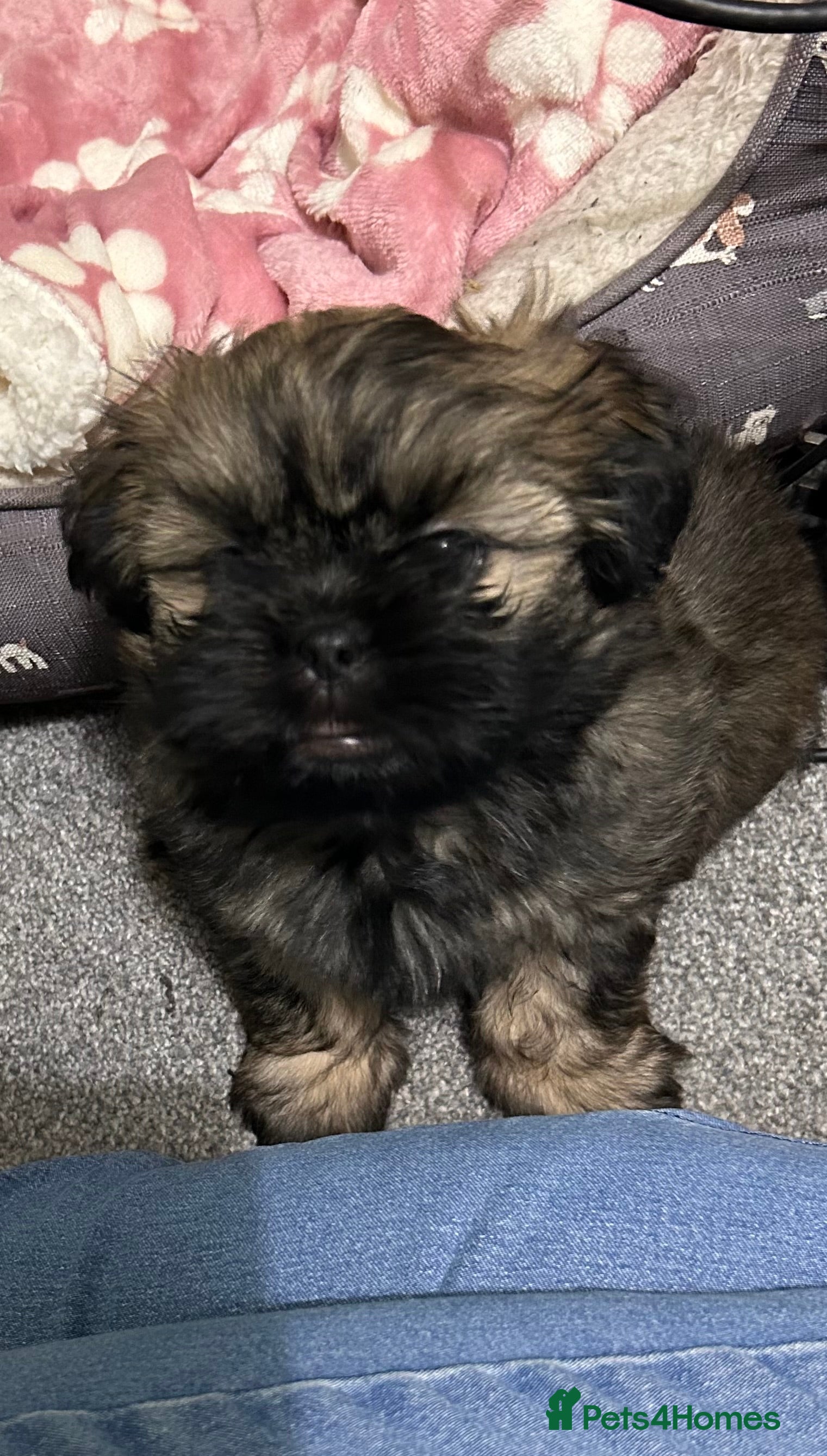 Shih Tzu dogs Price reduced too £550 One dark brown male shihtzu - Advert 8