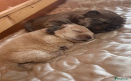 Chow Chow dogs for sale: Chow chow puppies looking for forever homes - Image 1
