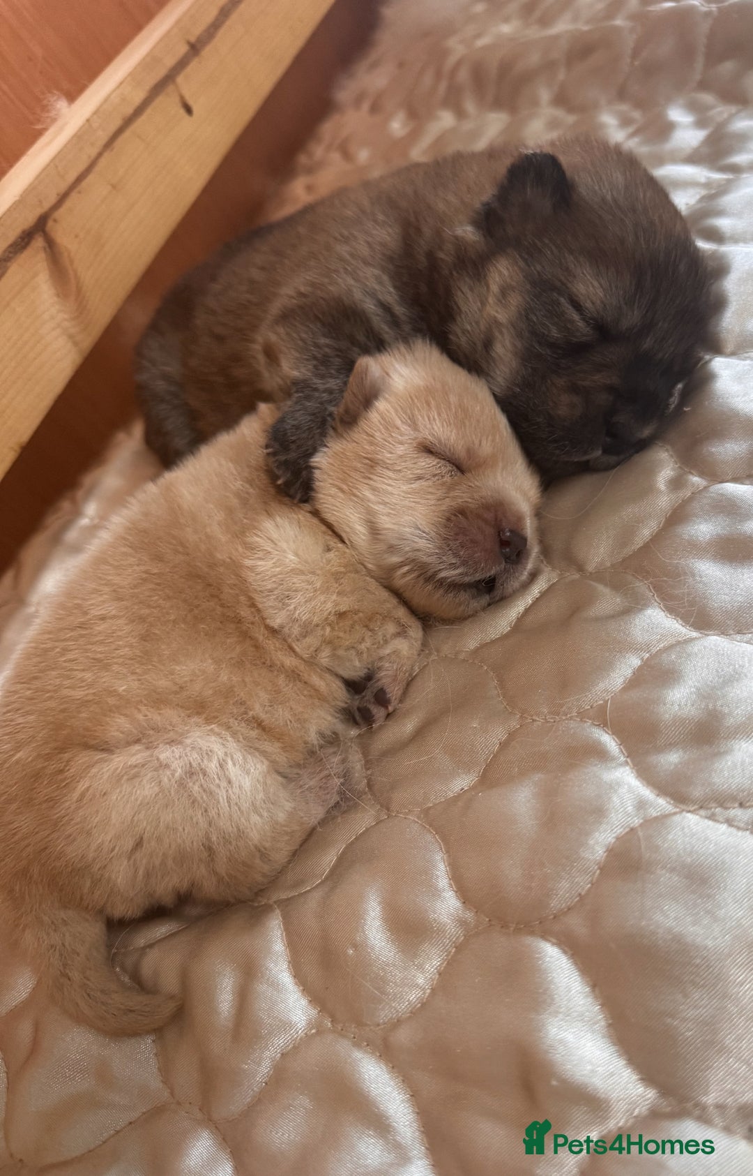 Chow Chow dogs for sale: Chow chow puppies looking for forever homes - Image 1