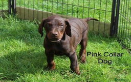 Mixed Breed dogs for sale: VISZLAMANS (viszla x Doberman) - Image 7