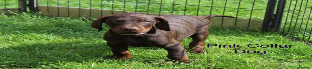 Mixed Breed Puppy 2