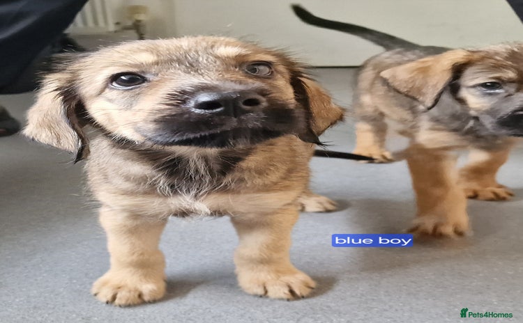Mixed Breed dogs - Advert 2