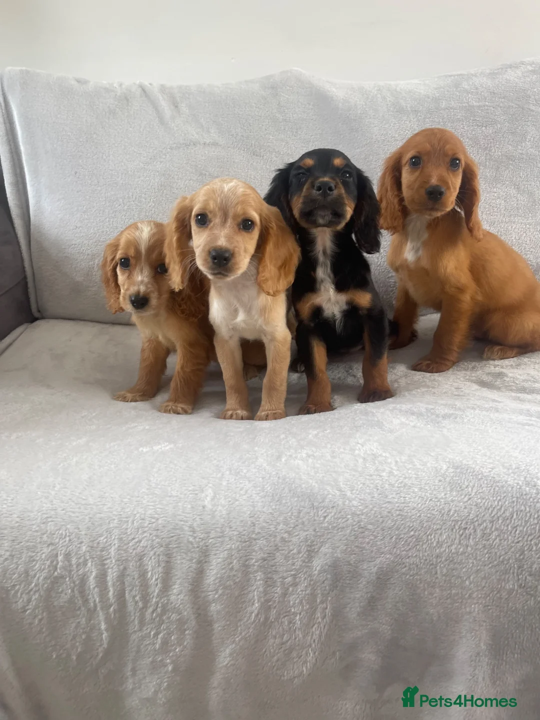 Cocker Spaniel dogs for sale: 4 outstanding cocker spaniels  - Advert 2