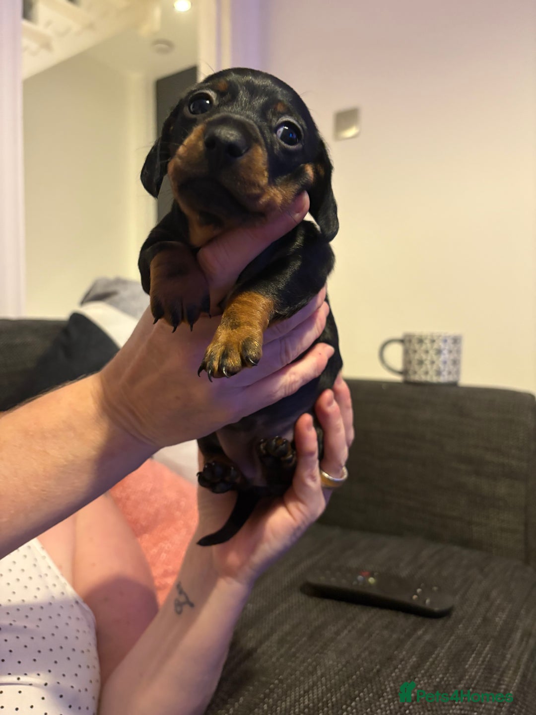 Miniature Dachshund dogs for sale: 2 females - Advert 6