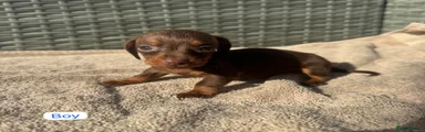 Dachshund 2