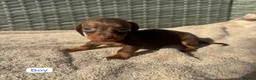 Dachshund dogs for sale: Sausage dog Puppys absolutely adorable in Dereham - Advert 4