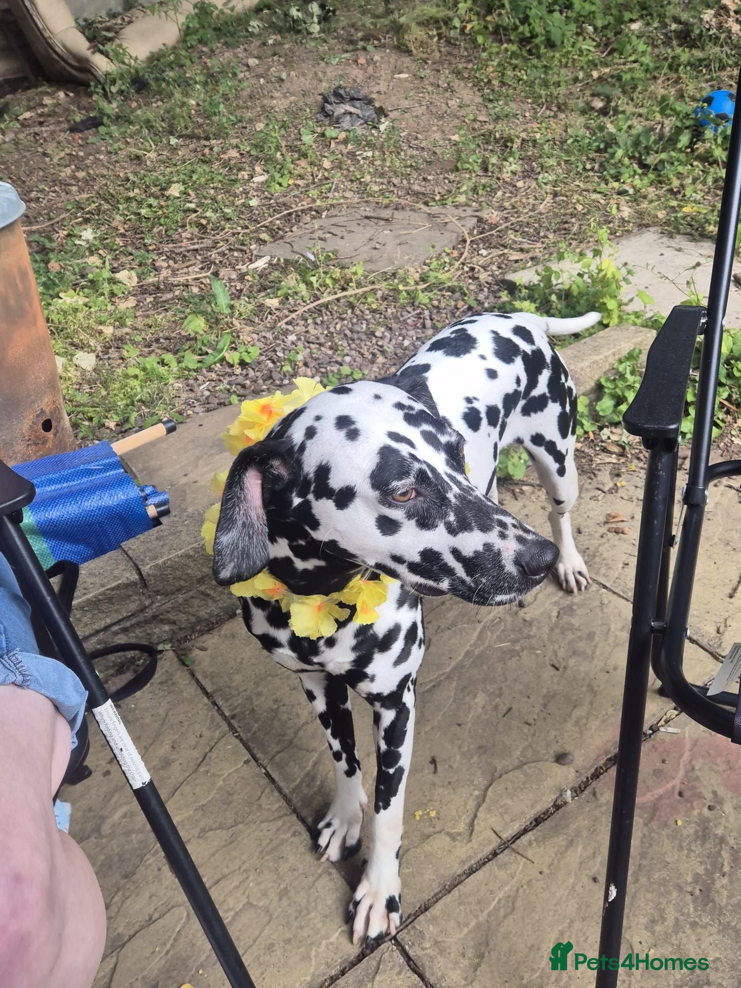 Dalmatian dogs Dalmatian needs a good home - Advert 3