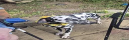 Dalmatian dogs for sale: Dalmatian needs a good home - Advert 1