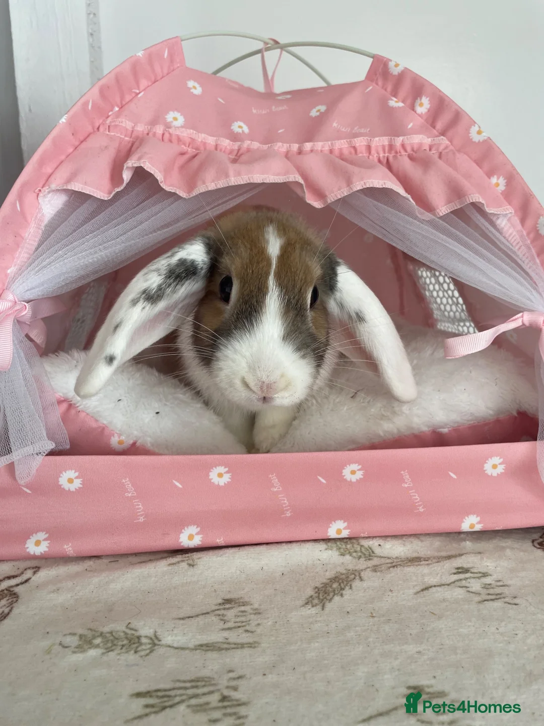 French Lop rabbits for sale: Looking to rehome my female lop rabbit - Advert 2