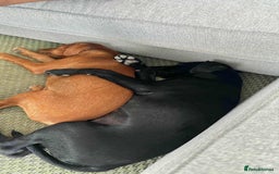 Mixed Breed dogs for adoption: Rum needs a loving home  - Image 7