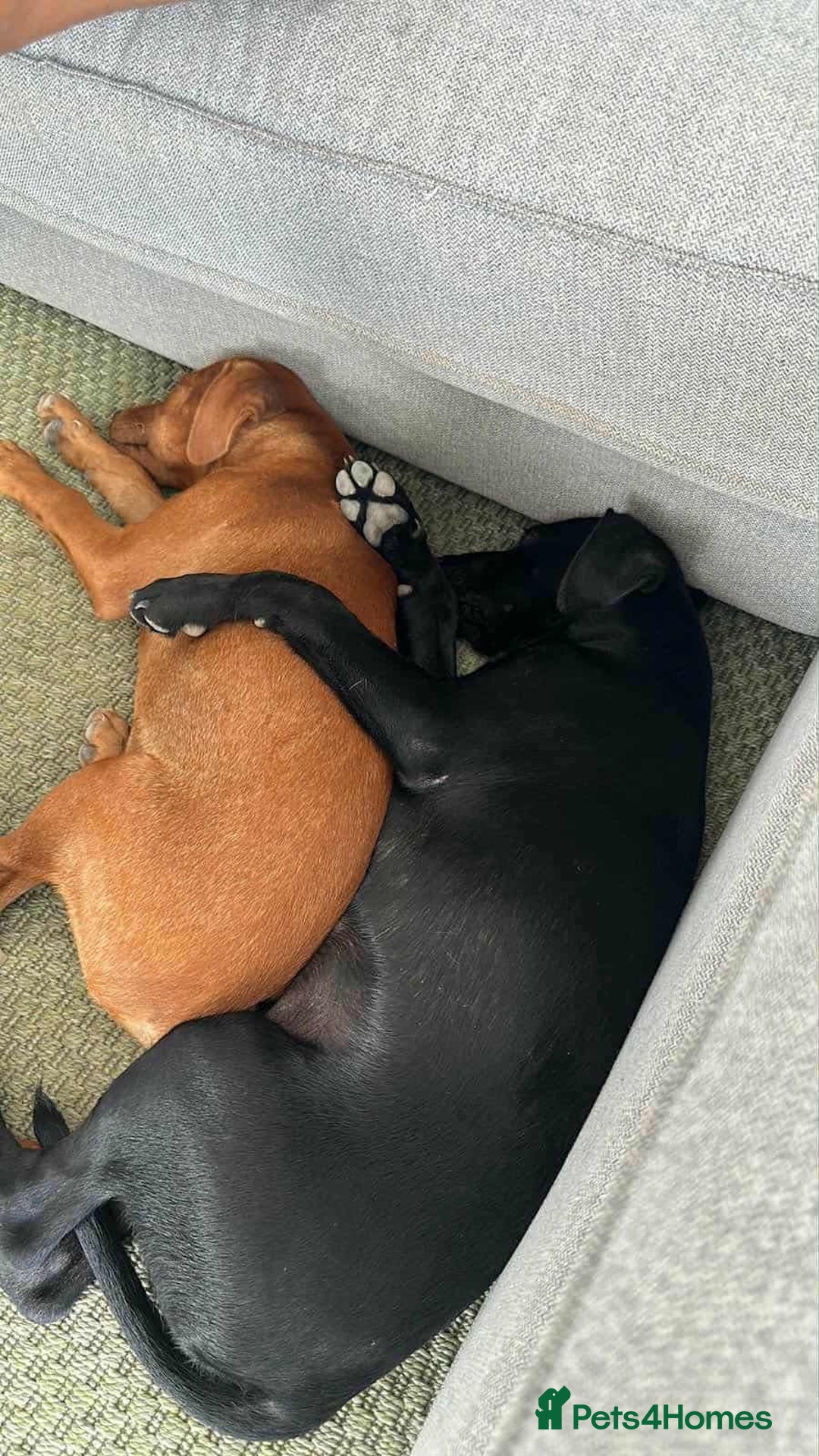 Mixed Breed dogs for adoption: Rum needs a loving home  - Image 7