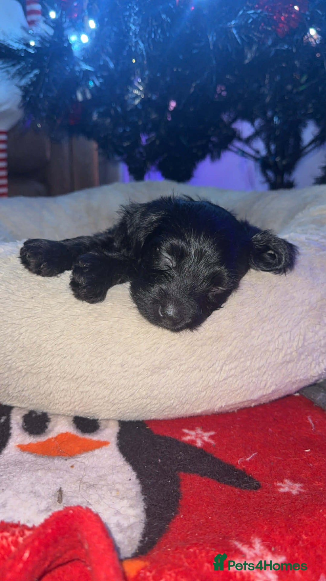 Yorkiepoo dogs for sale: Yorkiepoos - Advert 3