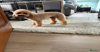 Cockapoo dogs - Advert 14
