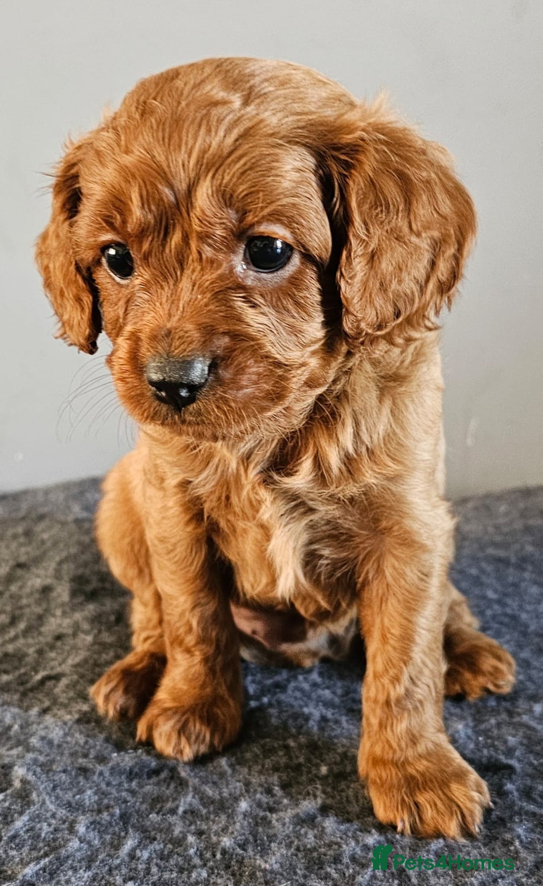 Cavapoo dogs for sale: Cavapoo puppy for sale - Image 4