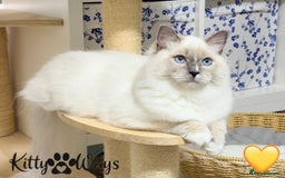 Ragdoll cats for sale: 🐾🩷*TICA REG* EU RAGDOLL KITTENS🌟 DNA CLEAR 🩵🐾 - Image 2