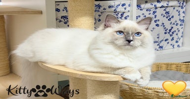 Ragdoll cats - Advert 11