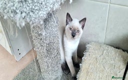 British Shorthair cats for sale: Beautiful Blue British, Lilac, Color point, Tabby  - Image 17