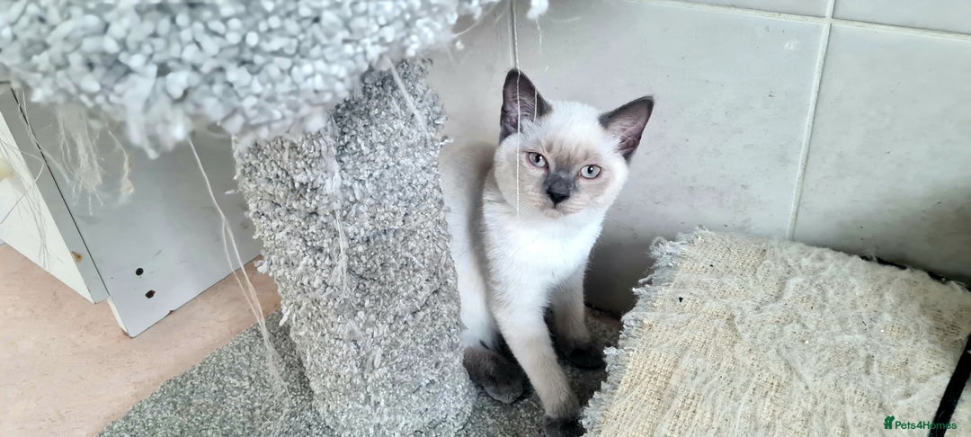 British Shorthair cats for sale: Beautiful Blue British, Lilac, Color point, Tabby  - Image 17