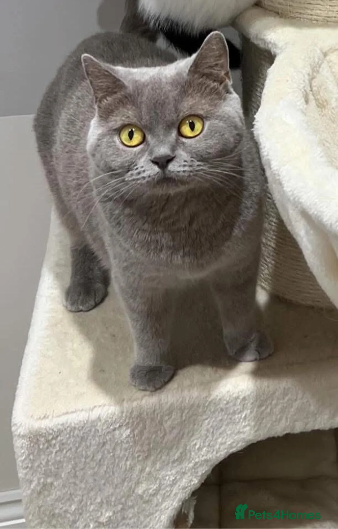 British Shorthair cats for sale: BSH adult female 3 years old  - Advert 3
