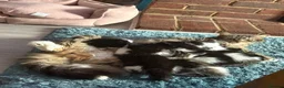 Maine Coon cats for sale: Maine Coon Cross Kittens unique features -stunning - Advert 10