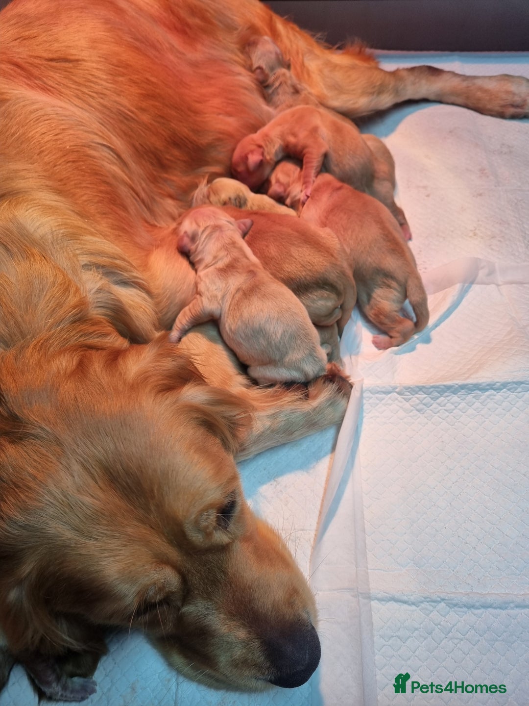 Golden Retriever dogs for sale: Stunning KC Registered Golden Retriever Puppies  - Advert 12