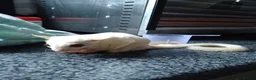 Sugar Glider rodents for sale: Stunning sugar gliders  - Advert 10