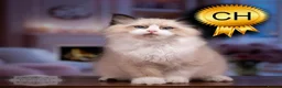 Ragdoll cats for sale: Ragdoll Kitten Boy | CHAMPION TICA £1500  - Advert 1