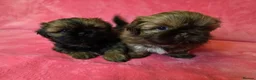 Shih Tzu dogs for sale: Two Beautiful Full Pedigree Shih Tzu Girls - Advert 10