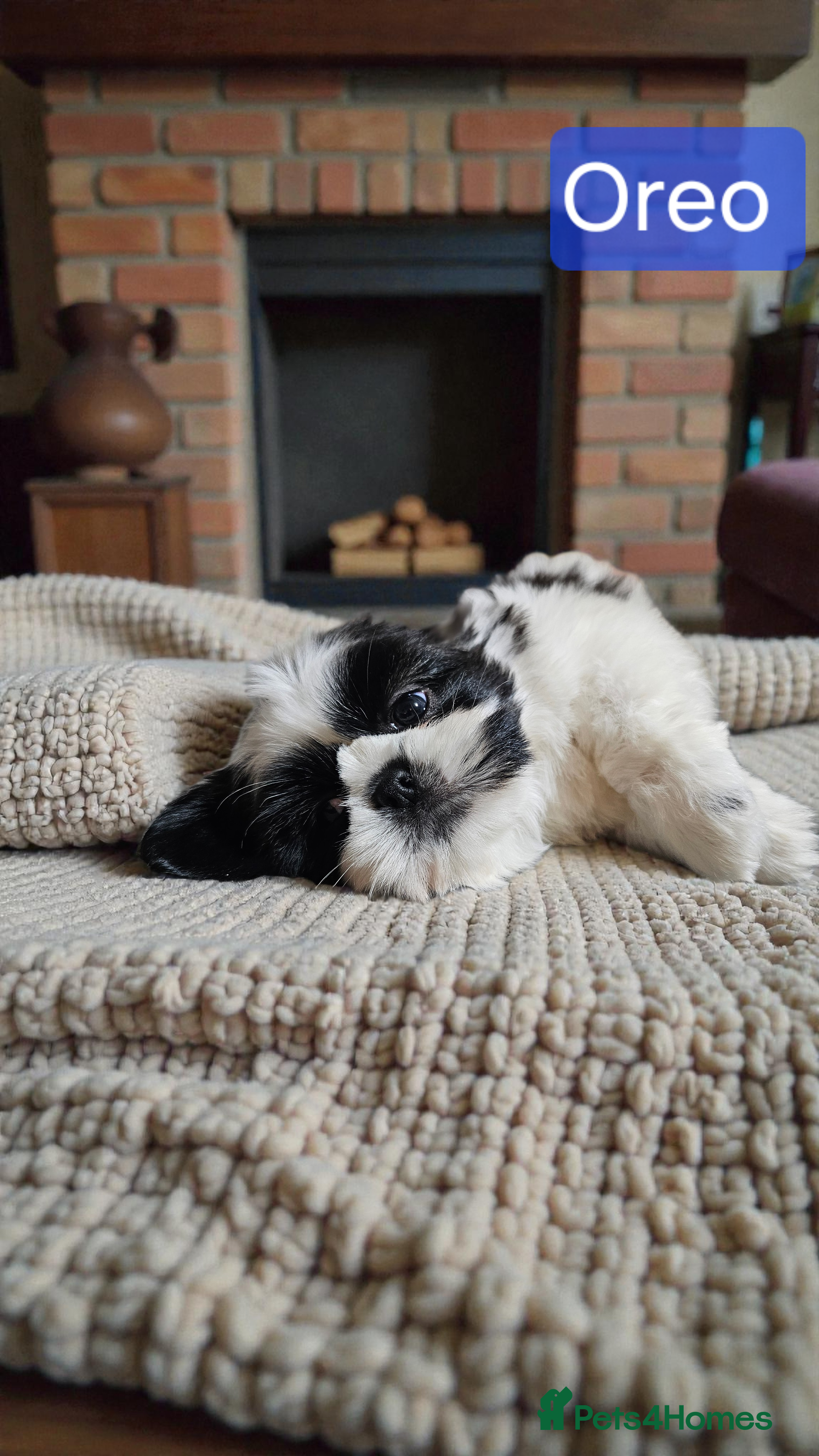 Shih Tzu dogs 💞 QUALITY STANDARD SHIH TZU 💞 - Advert 2