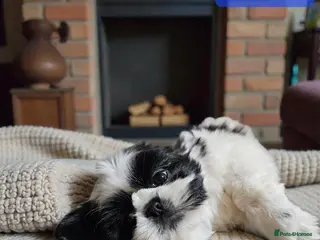 Shih Tzu dogs 💞 QUALITY STANDARD SHIH TZU 💞 - Advert 2