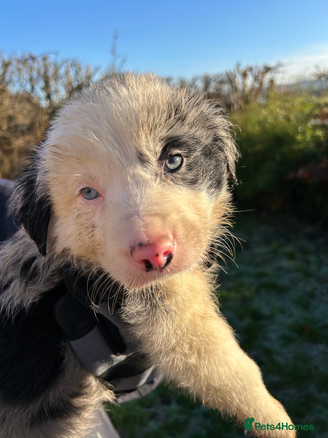 Border Collie dogs for sale: BEAUTIFUL BORDER COLLIE PUPS - Advert 23