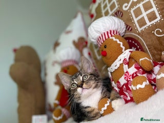 Mixed Breed cats Beautiful kittens 8 weeks old - Advert 3