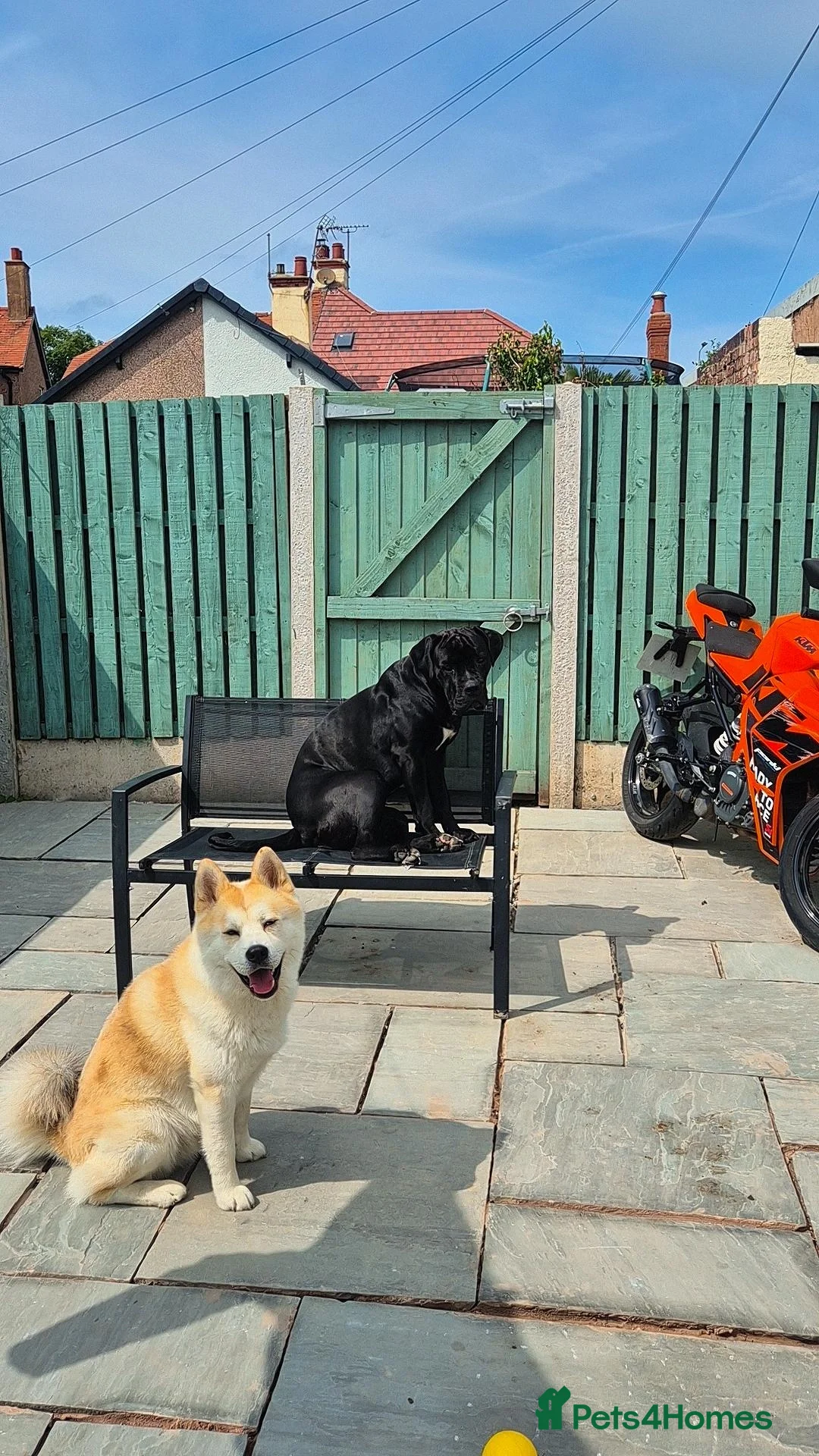 Mixed Breed dogs for sale: Female cane corso an our mal husky cross chow chow in Prestatyn - Advert 11