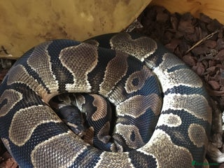 Python Snake reptiles Ball python for rehoming with full set up - Advert 2