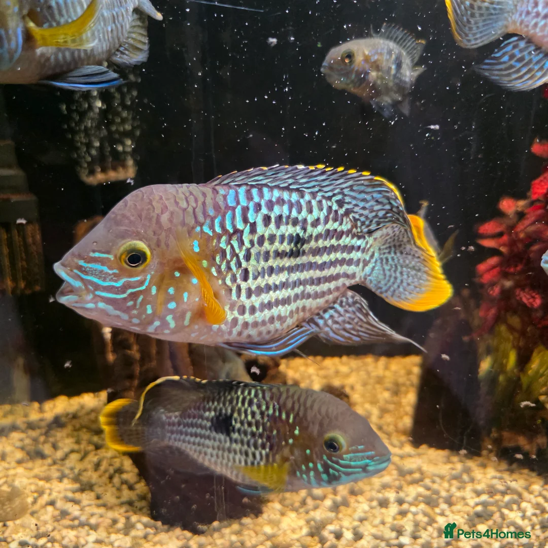 Cichlids fish for sale: Green terror chiclids - Advert 1
