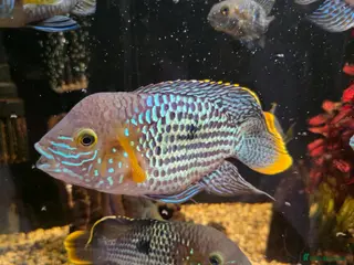 Cichlids fish Green terror chiclids - Advert 6