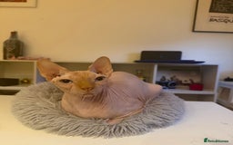 Sphynx cats for sale: Sphynx boy 2 years old  - Advert 3